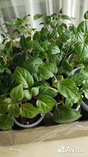 Фуксия сортовая