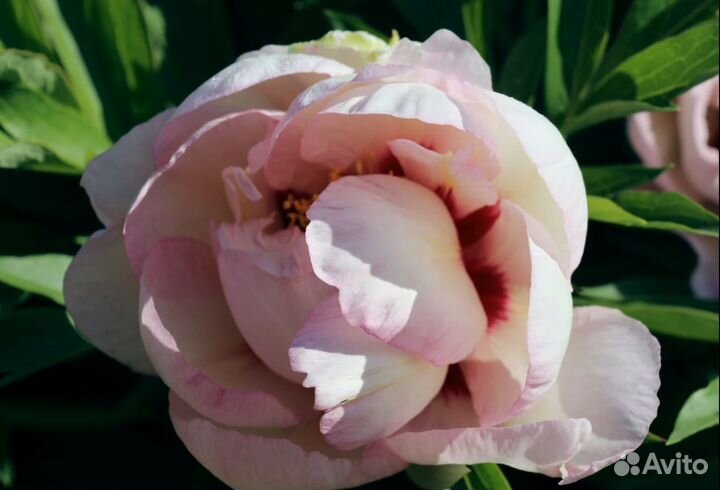 Пион Пастель Сплендор, клубни