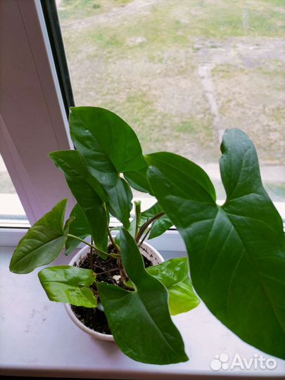 Сингониум Австралия, комнатные растения