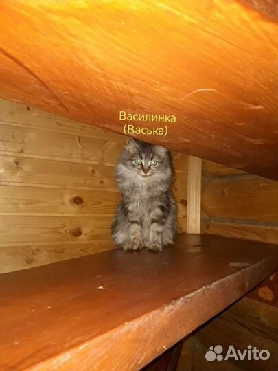 Ищем добрые и любящие ручки