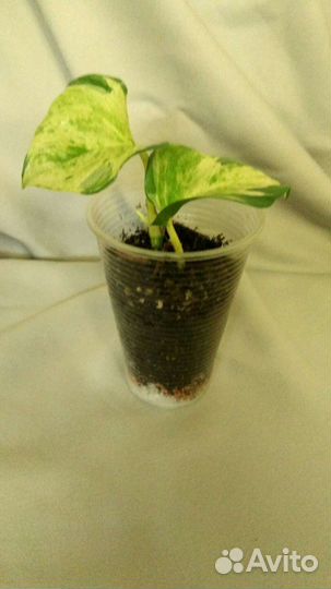 Эпипремнум