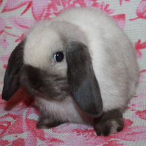 Карликовые Крольчата NHD/Mini lop