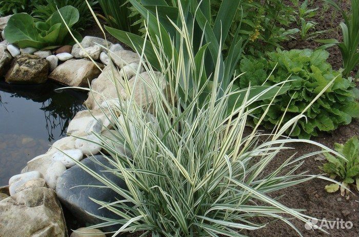 Фалярис / злак вариегатный / канареечник