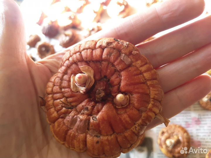 Гладиолусы луковицы