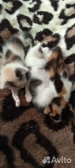 Три малыша в добрые руки