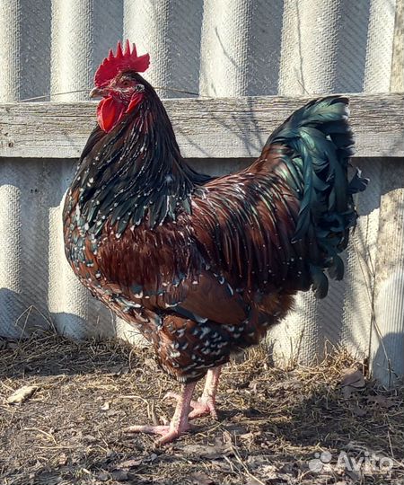 Суссекс английский. Инкубационное яйцо