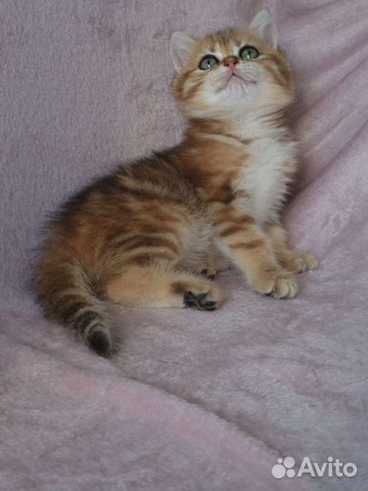 Британская кошечка, золотая мраморная шиншилла