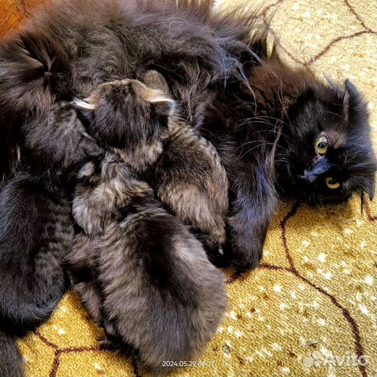 Вислоухие котята