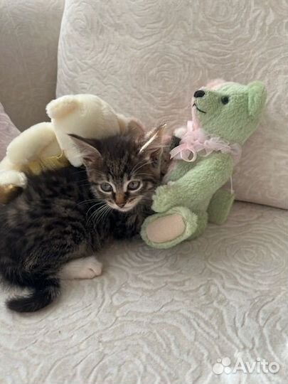 Котенок сибирский