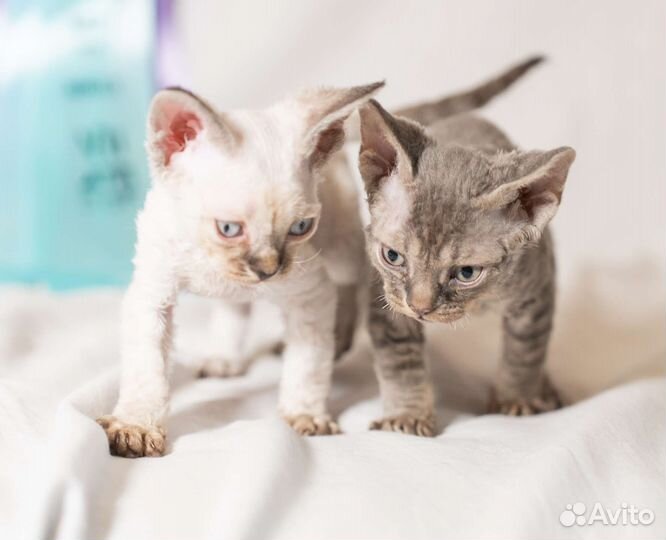 Девон-рекс мальчики