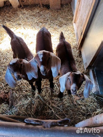 Нубийские козлята