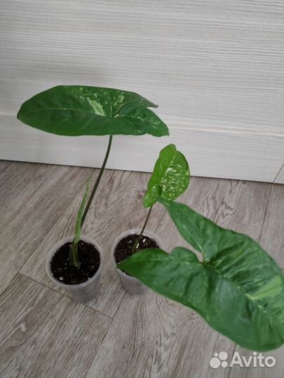 Фиттония Сингониум Гинура Пеперомия Нематантус