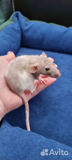 Крыса крысята дамбо из питомника