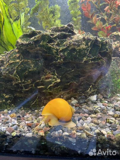 Улитки аквариумные ампулярии