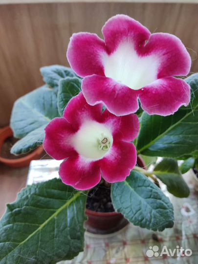 Глоксинии,стрептокарпусы