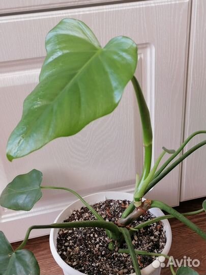 Филодендрон