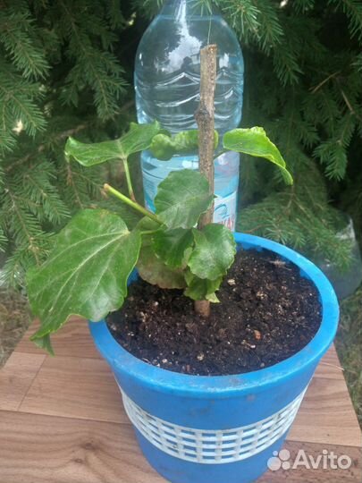 Гибискус сортовый прививка