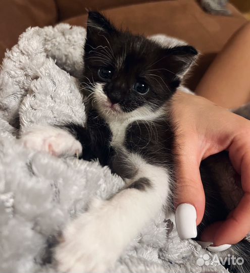 Котенок в добрые руки