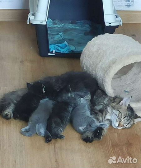 Сибирские котята