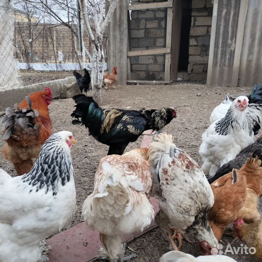 Яйца на инкубатор