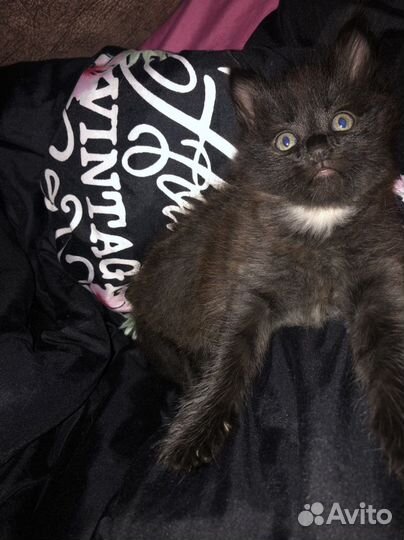 Черный котенок в добрые руки