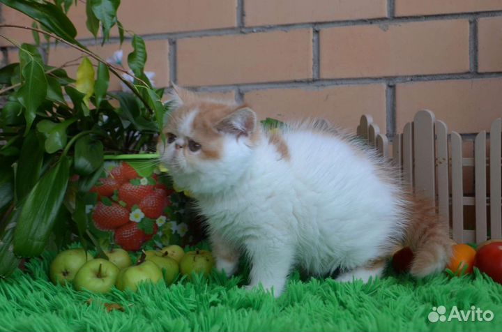 Сладкий толстячок экзот