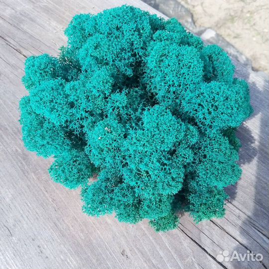 Стабилизированный мох в ассортименте