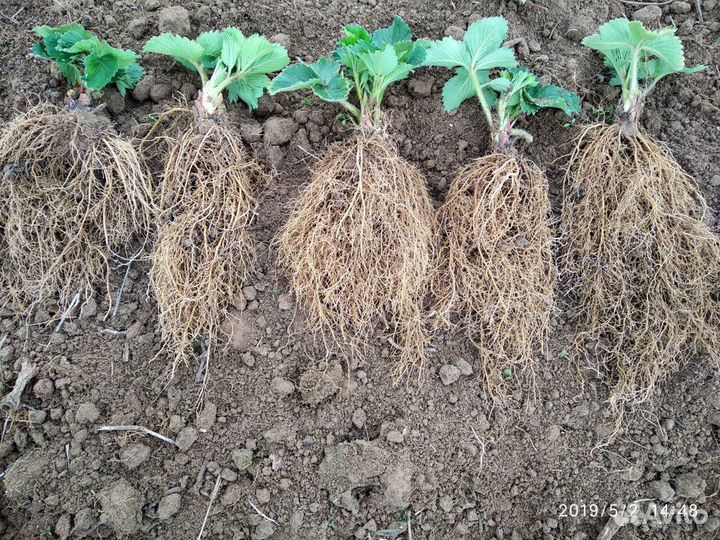 Клубника сорт Чамора Туруси