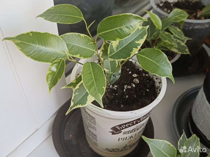 Цветы комнатные