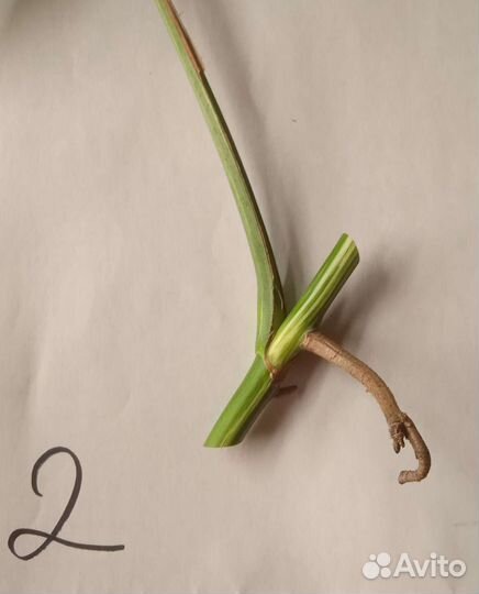 Монстера вариегатная альба