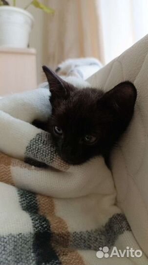 Кот в дар бесплатно