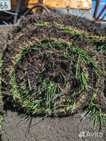 Рулонный газон под ключ