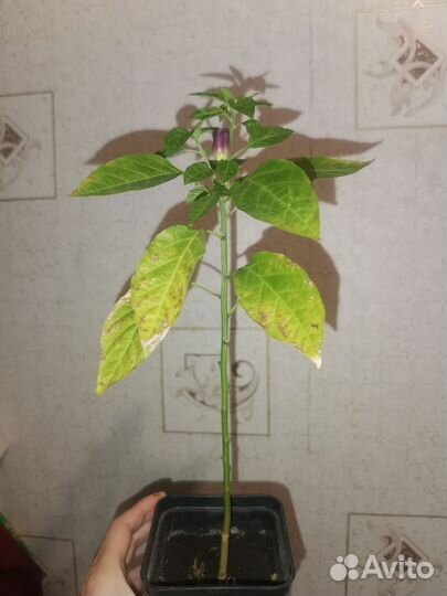 Рассада перец острый огонек, алоэ растение