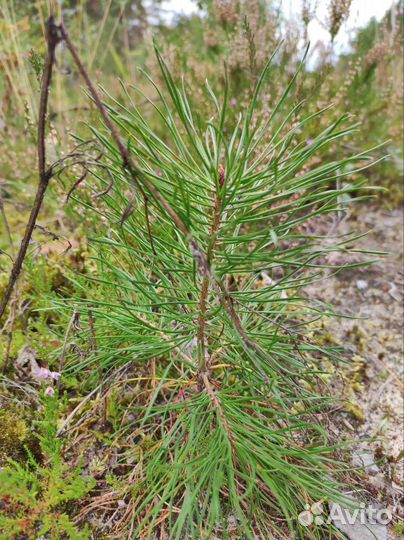 Бэйби сосенки (саженцы сосны обыкновенной)