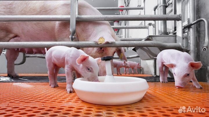 Разнорабочий РФ уход за животными/питание