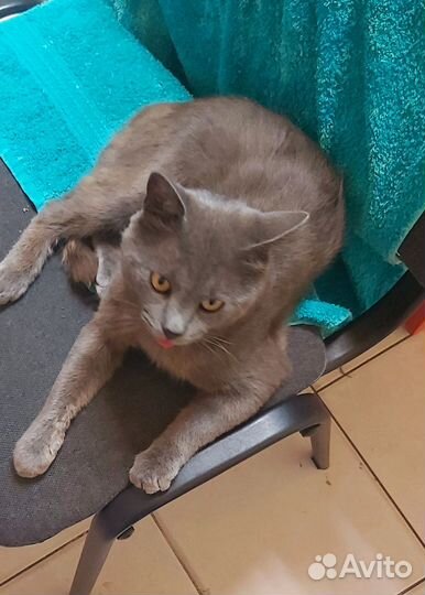 Котенок подросток в добрые руки, бесплатно