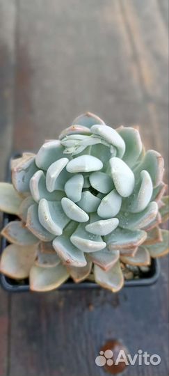 Кактусы и суккуленты