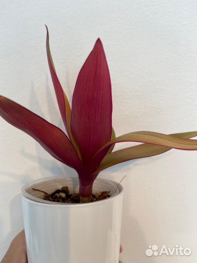 Pallida Bimbo, традисканция Радужный Холм, Рео