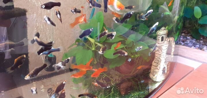 Молонезия меченосцы чёные красные анцитрус коряга