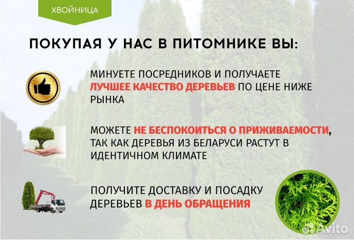 Туи для живой изгороди