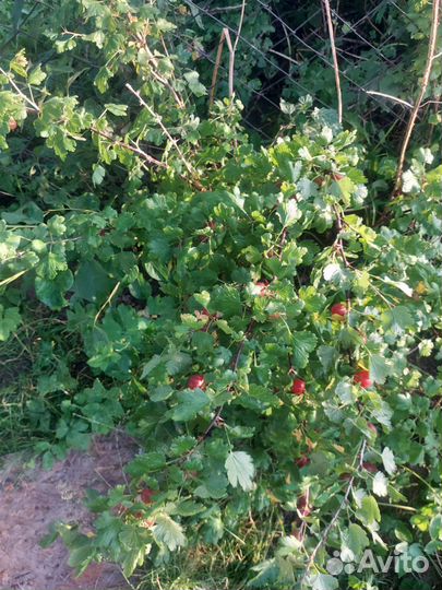 Саженцы крыжовника, вишни, смородины