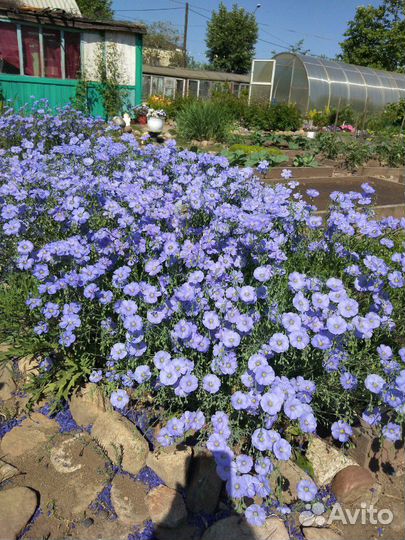 Многолетние деротивные растения