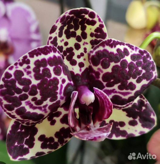 Орхидея фаленопсис дикий кот
