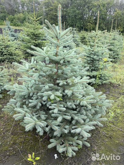 Саженцы Ель серебристая