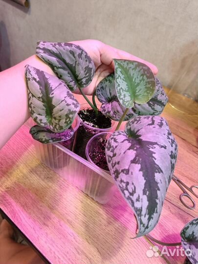 Сциндапсус Экзотика