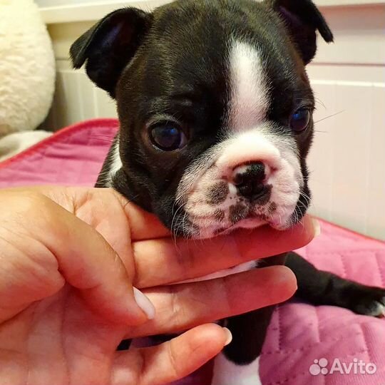 Щенки бостон терьер