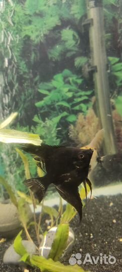 Аквариумные рыбки цихлиды