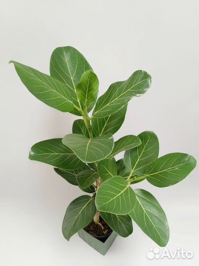 Фикус Андрей 86 см
