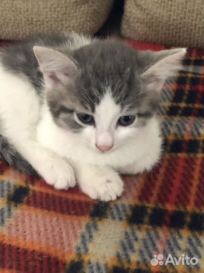 Котята в добрые руки бесплатно