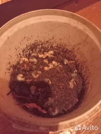 Личинка майского жука